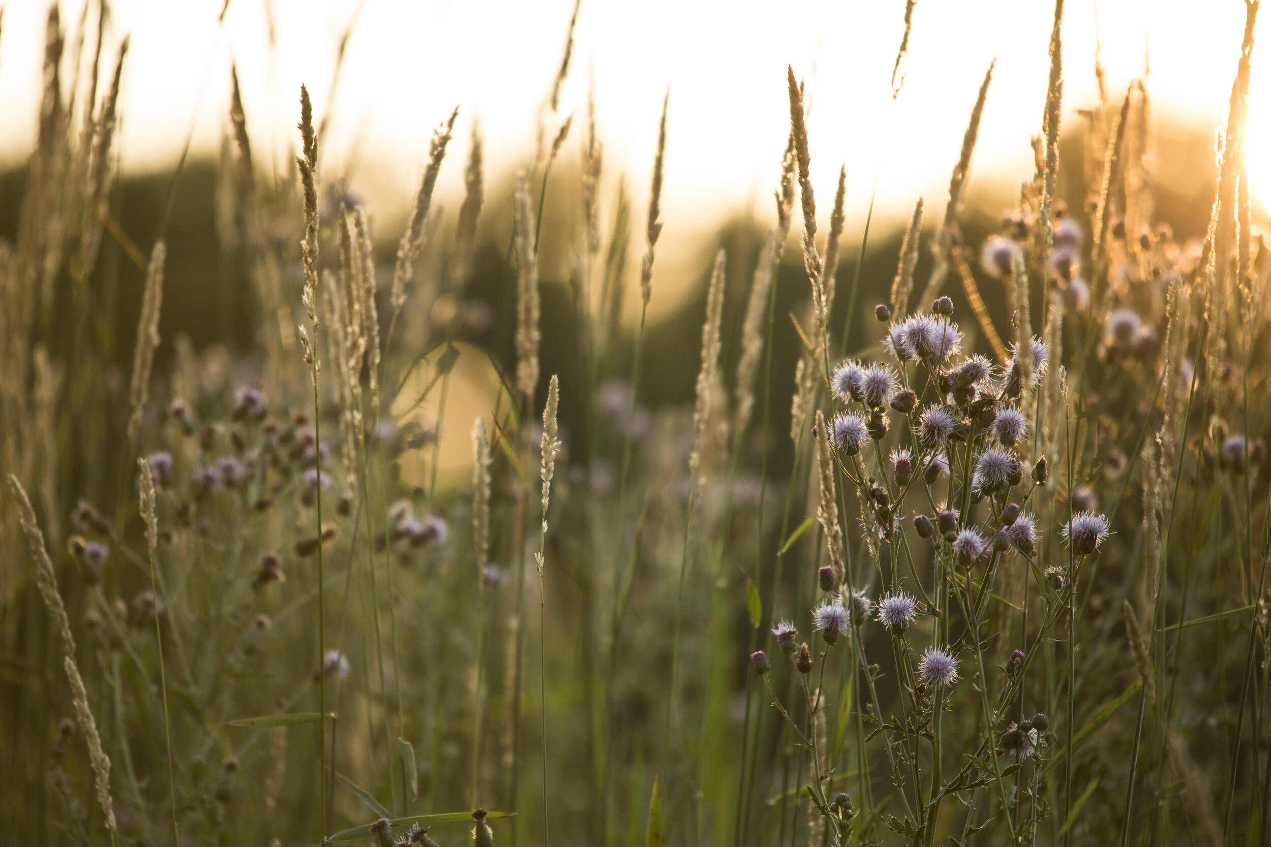Building natural capital