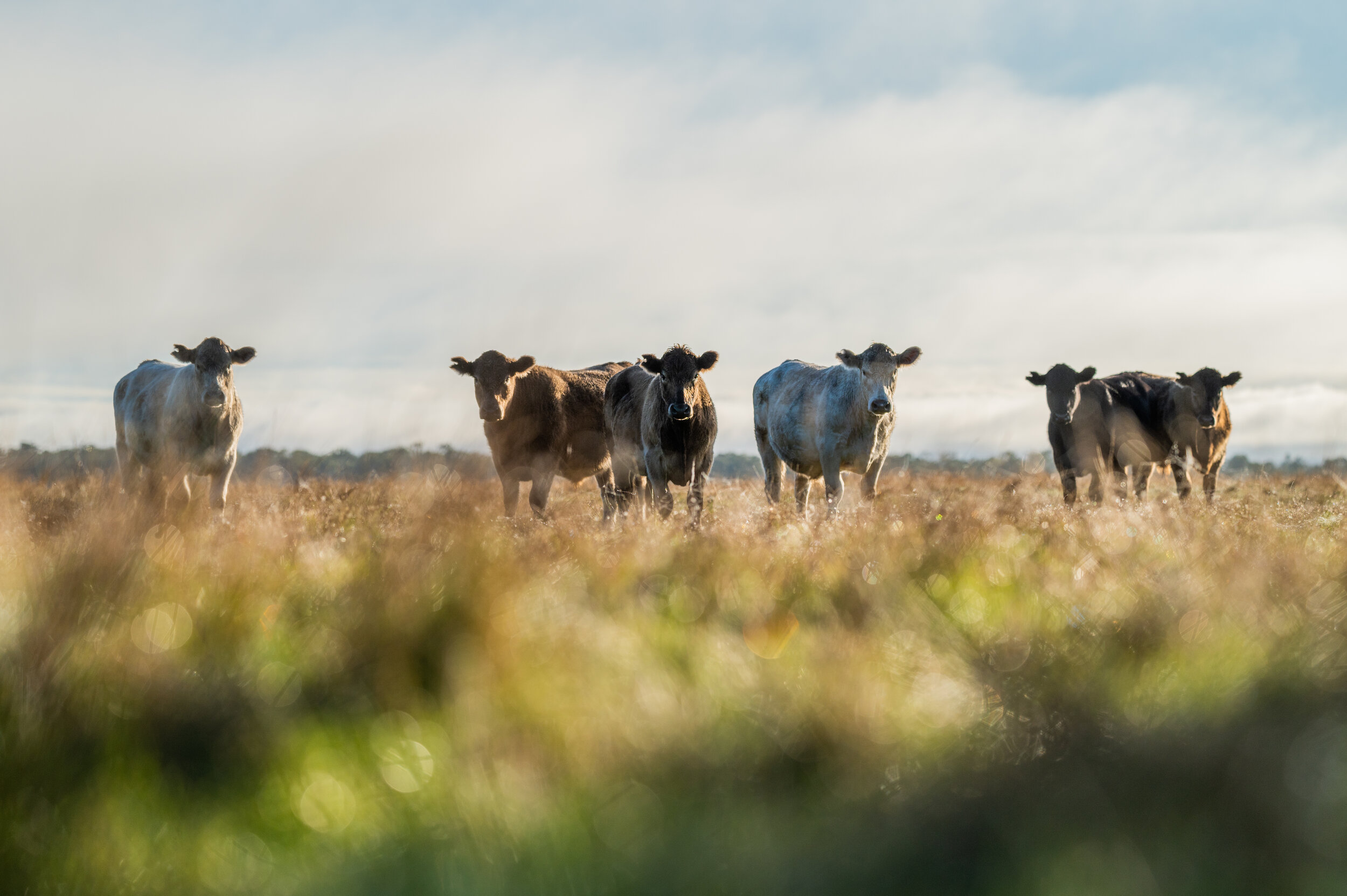Planned grazing