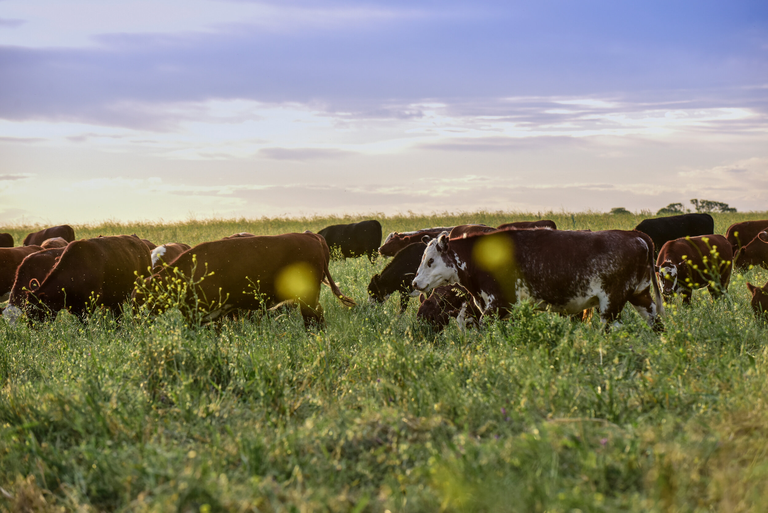 Regenerative livestock management